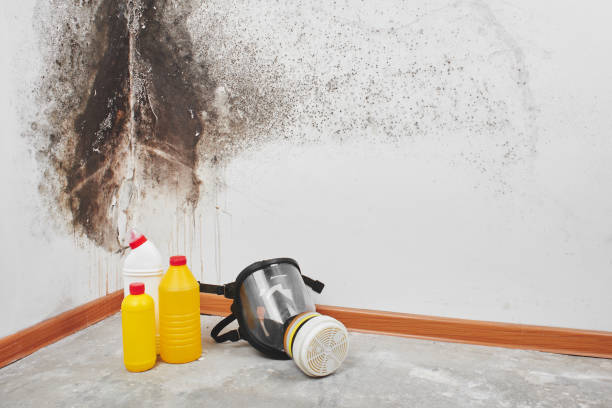 Best Mold Removal Process  in Montezuma, GA