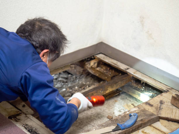 Mold Testing and Removal in Montezuma, GA