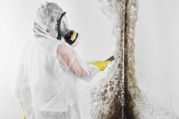 Best Black Mold Removal  in Montezuma, GA