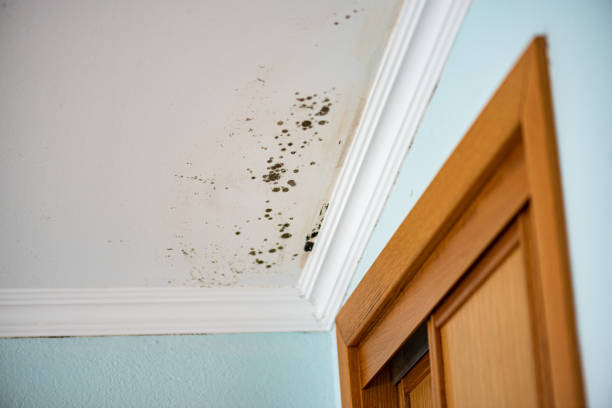 Best Emergency Mold Removal  in Montezuma, GA