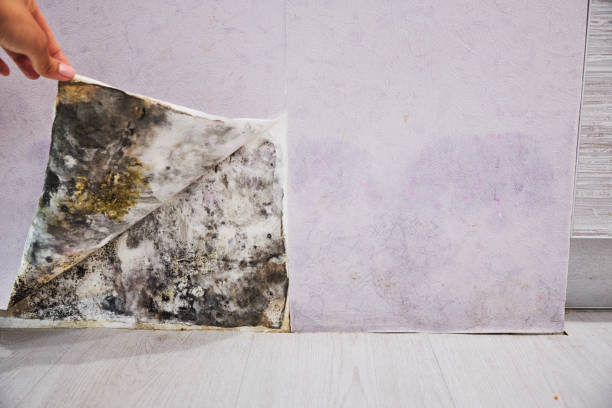 Trusted Montezuma, GA Mold Removal Experts